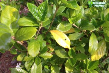 Should I Remove Yellow Leaves From Gardenia?