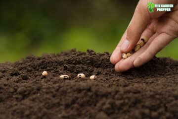 Should I Soak Beans Before Planting?