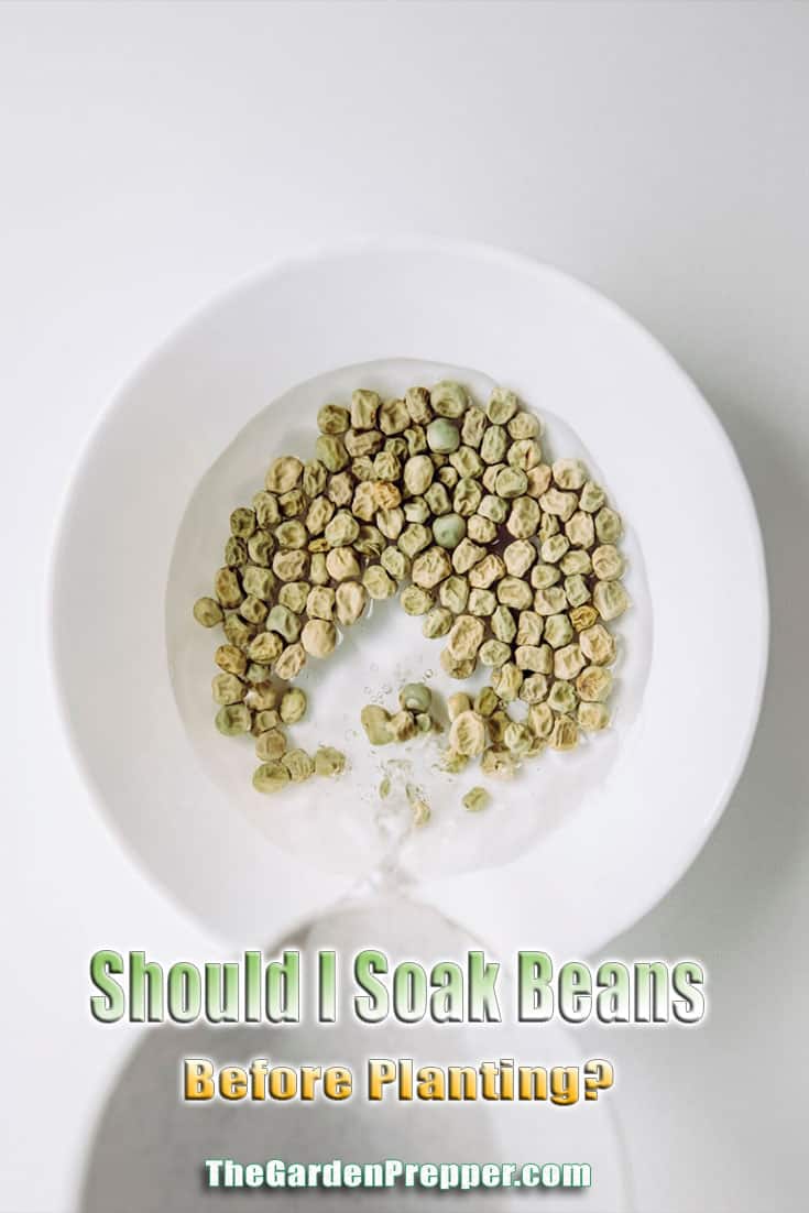 Should I Soak Beans Before Planting?
