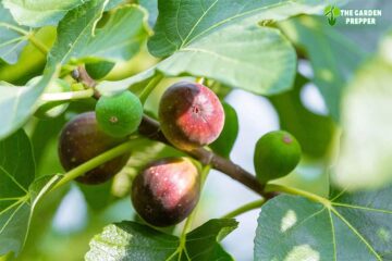 What to Plant Under a Fig Tree: A Guide to Companion Planting