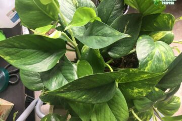 Why Are My Pothos Leaves Turning Black?