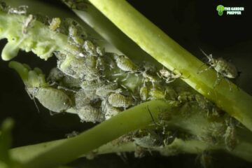 Aphids on Kale: Safe to Eat or Not?