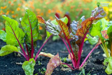 My Beets Sprouted but Not Growing: The Reasons Why!