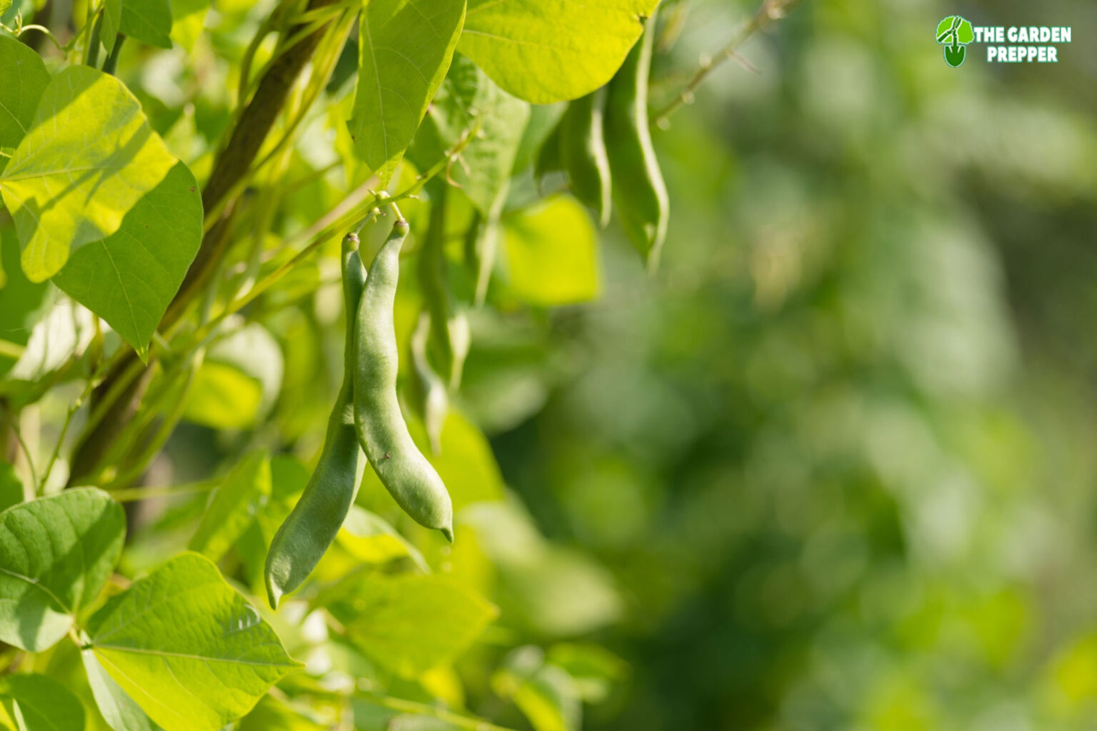 Can Beans Grow Without Sunlight 