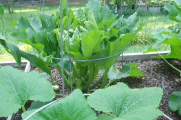 Growing Zucchini in a Tomato Cage: A Quick How-To!