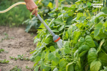 How Much Water Does a Bean Plant Need Every Day?