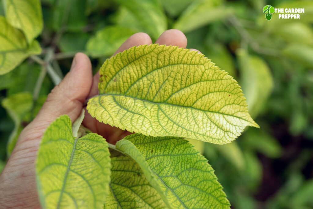 how to fix iron deficiency in plants