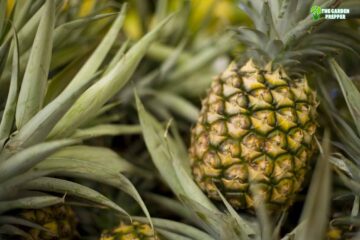 Help! My Pineapple Plant is Falling Over, What Do I Do?