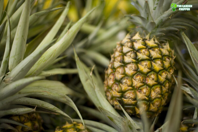 Help! My Pineapple Plant is Falling Over, What Do I Do?