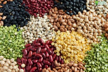 The Different Types of Beans to Grow in Your Garden