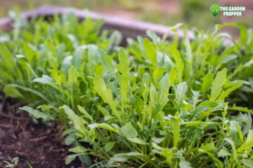 Vegetables with Shallow Roots You Can Plant Now!