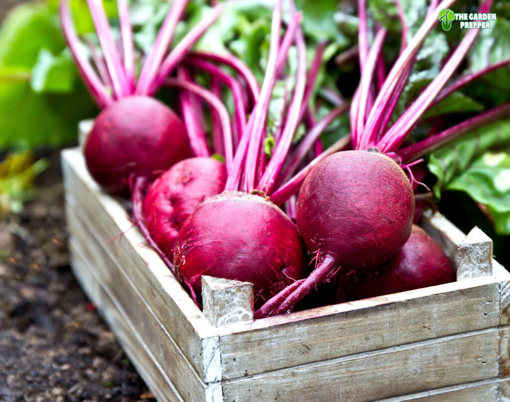 why are my red beets white inside