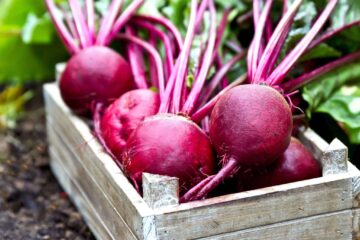 Why Are My Red Beets White Inside?