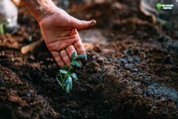 Can I Plant Tomato Seeds Directly in the Ground?