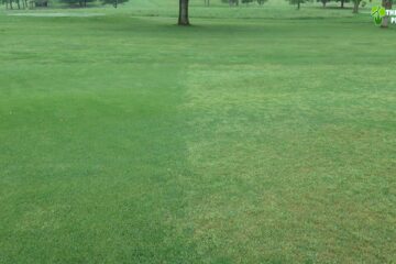 Can You Mix Kentucky Bluegrass and Bermuda?