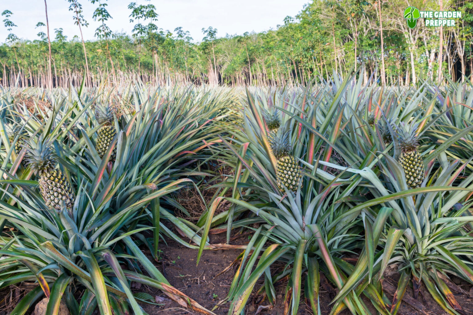 Pineapples The Garden Prepper