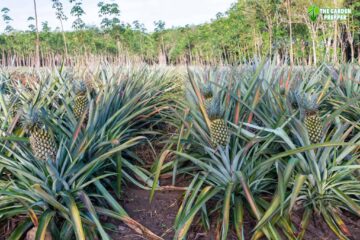 Do Pineapple Plants Keep Producing Fruit?