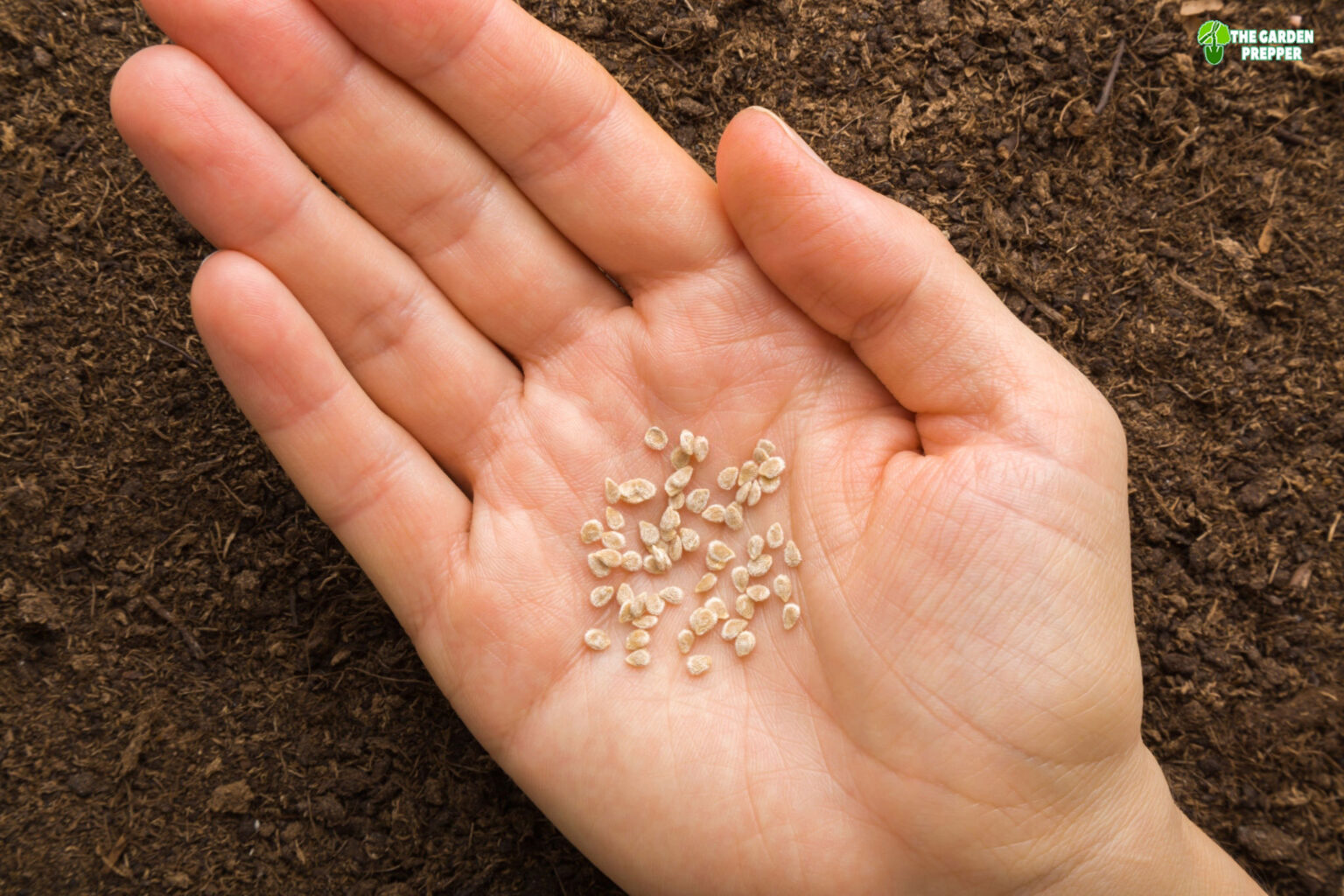 do-you-have-to-dry-tomato-seeds-before-planting