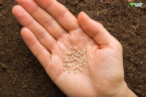 do you have to dry tomato seeds before planting