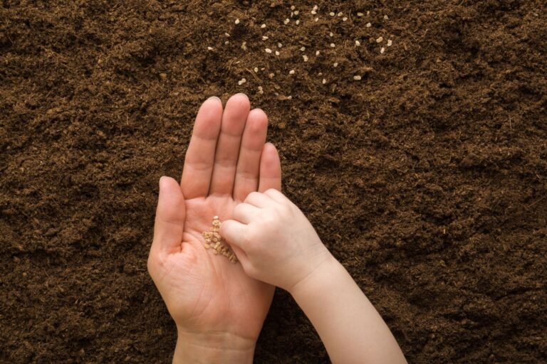 can-i-plant-tomato-seeds-directly-in-the-ground