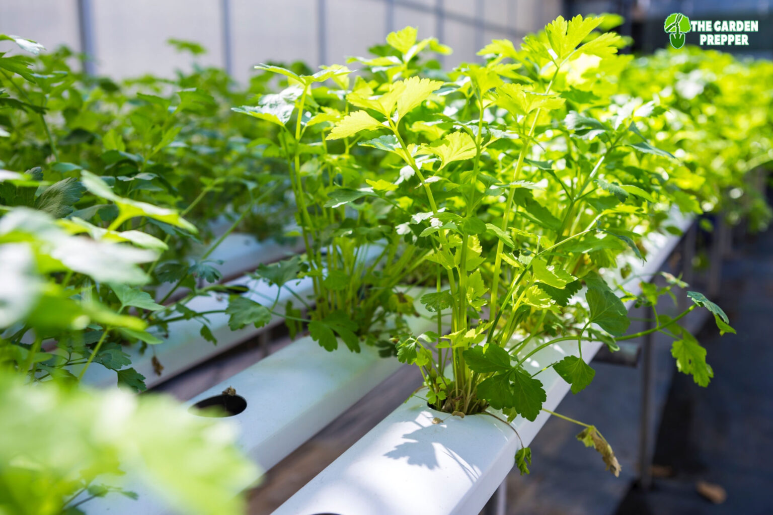 Growing Vegetables in PVC Pipe Yes or No?