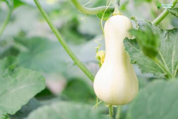 How Many Butternut Squash Per Plant?