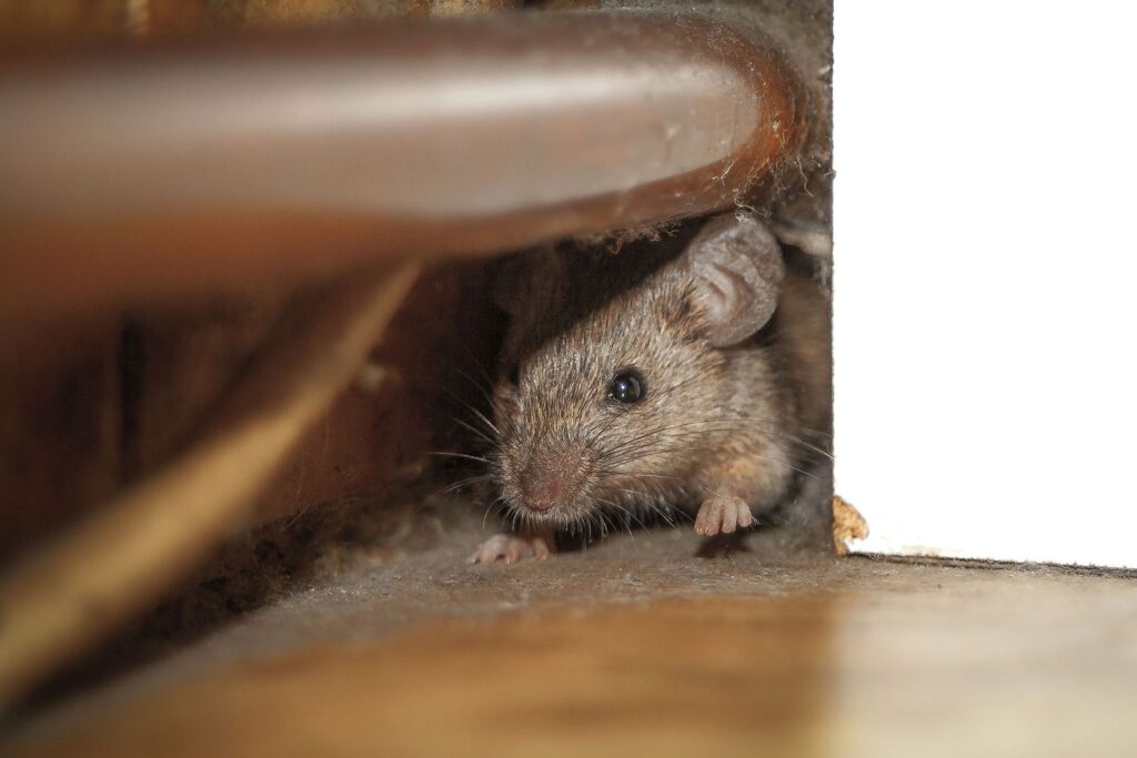 How to Get Rid of Rodents in Your Home