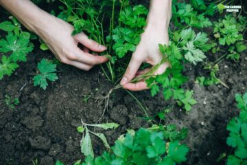 How to Harvest Parsley Without Killing the Plant