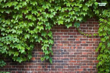 How to Make English Ivy Grow Faster