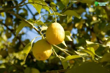 Lemon Tree Losing Leaves in Summer: What to Do