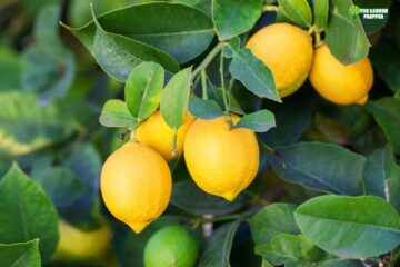 Lemon Tree Not Growing New Leaves: What You Need to Do