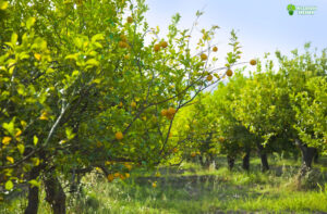 promote leaf growth lemon tree