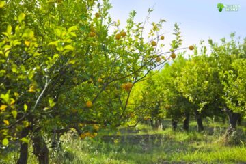 A Guide on How to Promote Leaf Growth on Lemon Trees