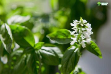 What Can You Do With Basil Flowers?