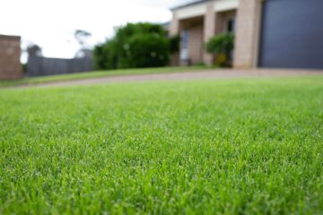 What Grass Mixes Well With Bermuda?