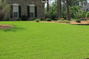 Why is Centipede Grass Seed So Expensive?