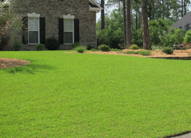 Why Is Centipede Grass Seed So Expensive?