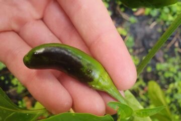 Why Are My Jalapeno Peppers Turning Black?