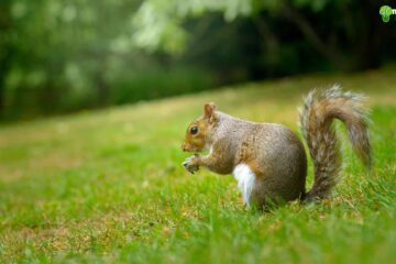 Do Squirrels Eat Gladiolus Bulbs?