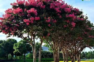 A Guide on When to Trim Crepe Myrtles in Florida