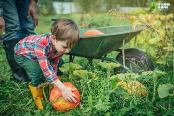 Why Are My Pumpkins Turning Yellow and Falling Off?