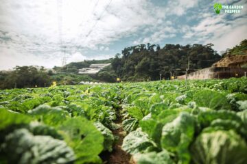 What is the Cabbage Plant Growth Stages?