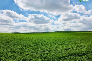 Can You Plant Alfalfa in the Fall?