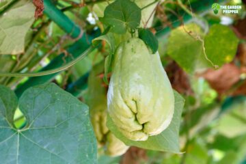 What You Should Know About the Chayote Growing Zone