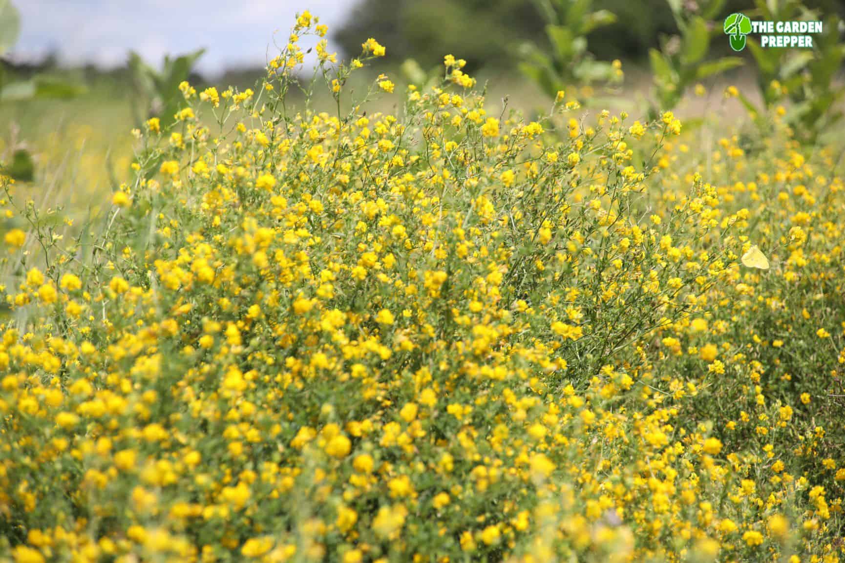 Does Alfalfa Have Yellow Flowers?