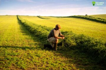 How Many Bales of Alfalfa Per Acre?