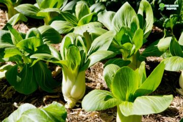 Does Bok Choy Regrow After Harvest?