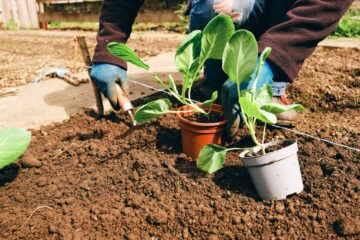 Growing Brussel Sprouts In Pots