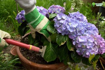 Problems with Hydrangeas in Pots