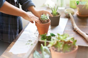 3 Ways How to Propagate Succulents With Honey (Explained)